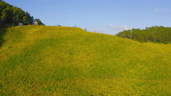 Aerial view of tree Marigold or yellow flowers in national garden park and mountain