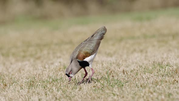 A bold southern lapwing, vanellus chilensis, the sight hunter foraging on the ground in open grassla