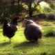 MS DS Two hens pecking in grass / Kirkhaugh, Northumberland, UK - VideoHive Item for Sale