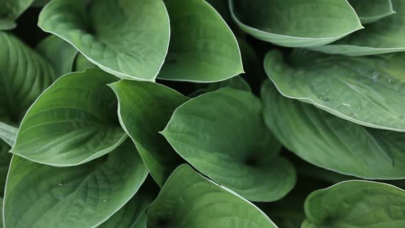 big green leaves of hosta venusta close up. natural green background