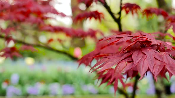 Red Maple Leaves With Foliage In The Background 