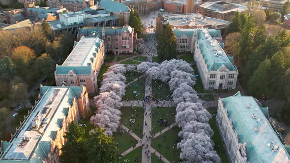 Tilting aerial shot starting on the cherry blossoms at the University of Washington and ending on th