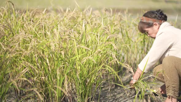 woman harvesting rice