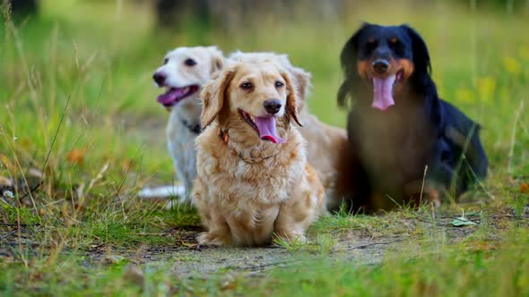 Domestic dogs in nature. Beautiful dachshund dogs rest on grass in summer time. Portrait of pet dogs