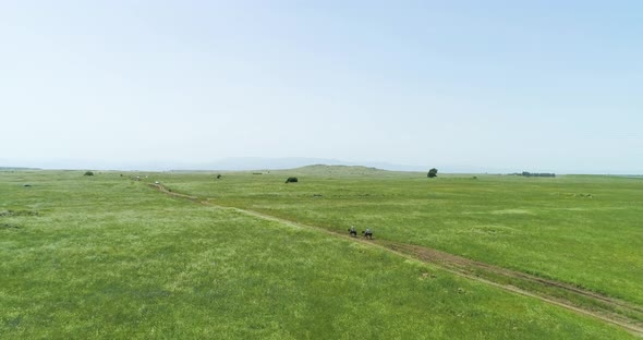 Aerial view of horses in a grassland landscape, Golan Heights, Israel.