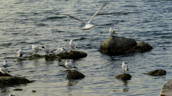 Sea Birds On The Sea Rocks 2