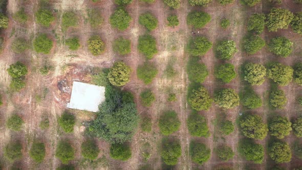 Orange trees plantation