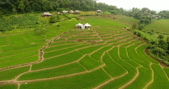 Rice Field Terrace on Mountain Agriculture Land