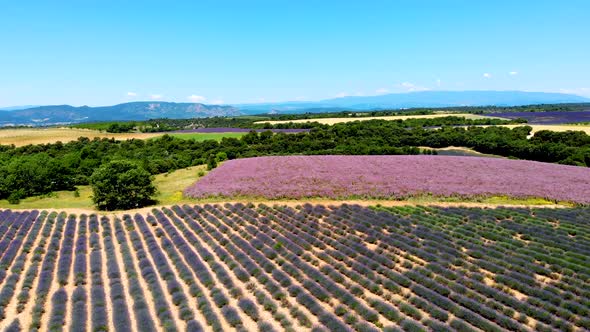 Provence Lavender Field at Sunset Valensole Plateau Provence France Blooming Lavender Fields