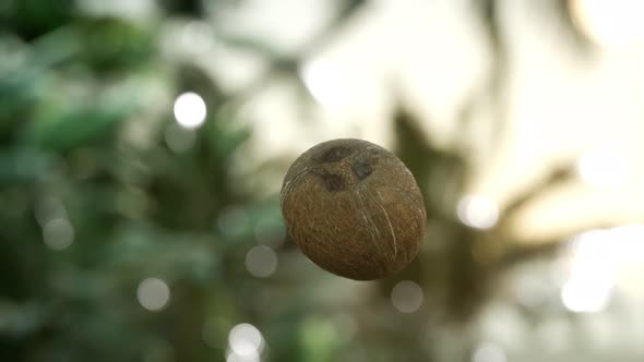 Extreme Slow Motion Falling Coconut in Jungle