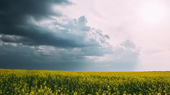 Agricultural Landscape With Flowering Blooming Rapeseed, Oilseed In Field Meadow In Spring Season