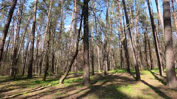 Walking Through the Forest with Pine Trees During the Day POV Slow Motion