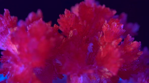 Beautiful Red Cereal Grown Crystals. Beautiful Red Crystals on a Background of Blue Backlighting