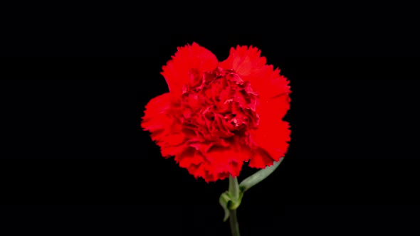 Beautiful Time Lapse of Opening Carnation Flower