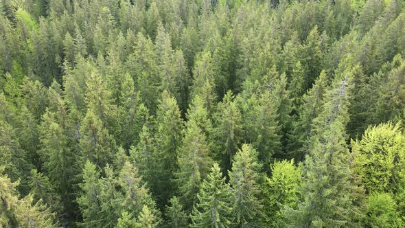 Ukraine, Carpathians: Forest Landscape. Aerial View.