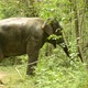 asia elephant in tropical forest - VideoHive Item for Sale