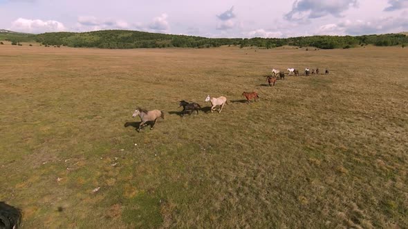 Herd of Wild Horses Galloping Fast Across the Steppe