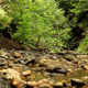 Forest Stream - VideoHive Item for Sale
