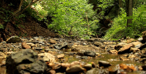 Forest Stream