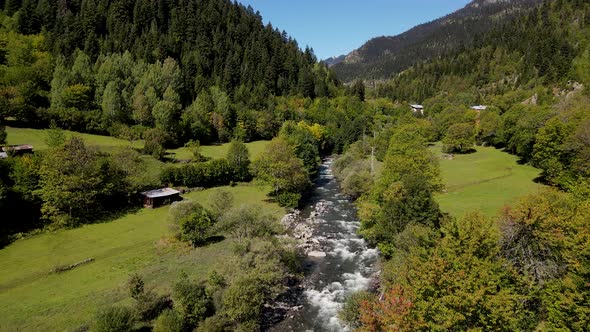 Pine Forests And River