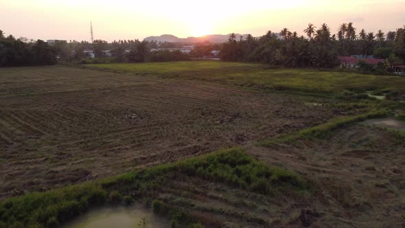 Fly over paddy field after harvested