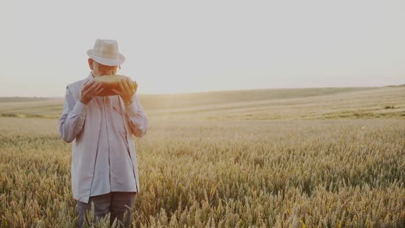 Senior Man Stands Among Wheat Field with Loaf of Bread Caresses and Sniffs It