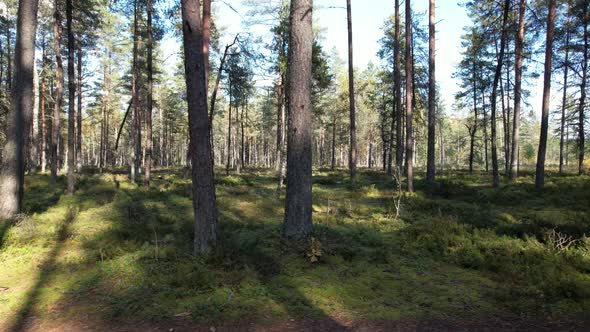 Flying past the trees in forest