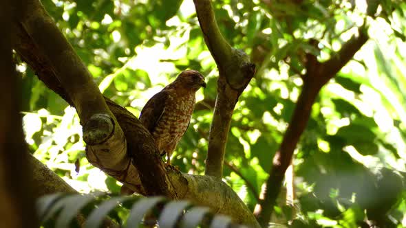 Eagle Sitting and Resting in a Lush Tree, Bright Summer Day, Long Shot