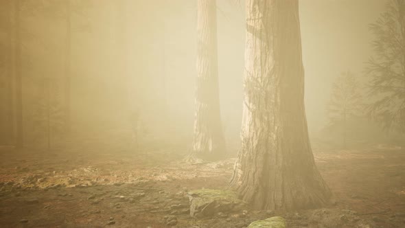 Autumn Forest and Trees in Morning Fog alt