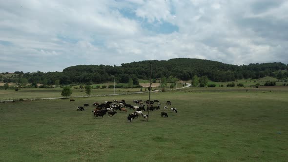 Aerial Herd of Cattle