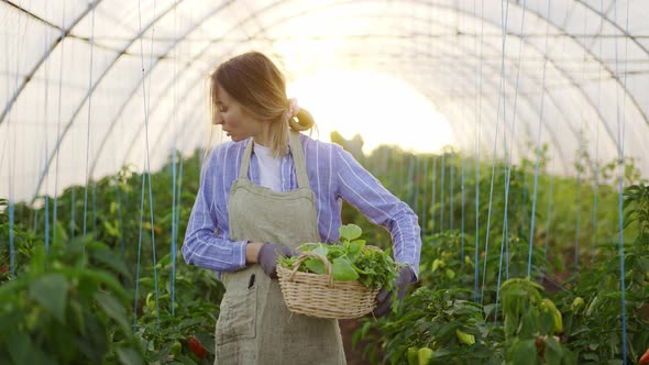 Woman Farmer in Apron Harvesting Greens at Greenhouse