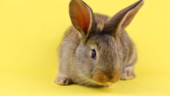 a Curious Calm Fluffy Brown Rabbit Sits on a Yellow Bed Background in a Curtain Plan