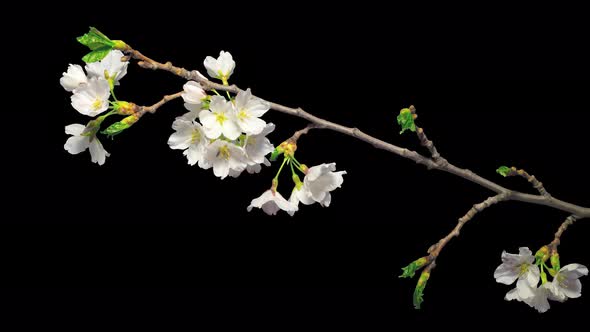 Blossoming Japanese cherry, time-lapse with alpha channel