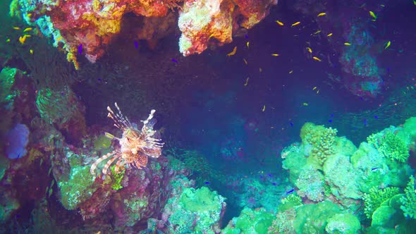 African Lionfish on Coral Reef