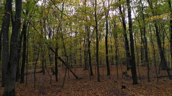 Autumn Trees