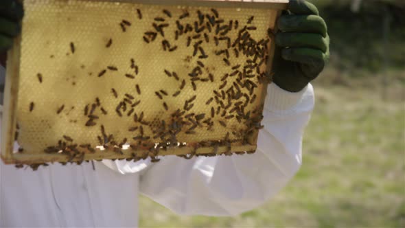 BEEKEEPING - Inspection of a beehive frame by a beekeeper, medium shot