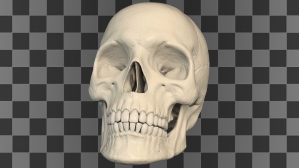 Human Skull Rotating alt