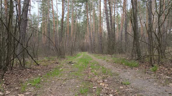 Road in the Forest During the Day Slow Motion