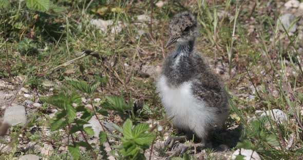 Lapwing Chick, Vanellus vanellus, Baby Bird Closeup Preening