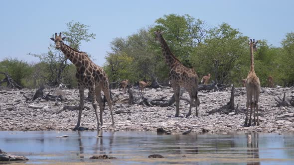 Herd of giraffe around a pond