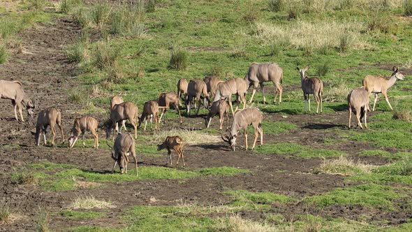 Kudu Antelopes Foraging In Natural Habitat 