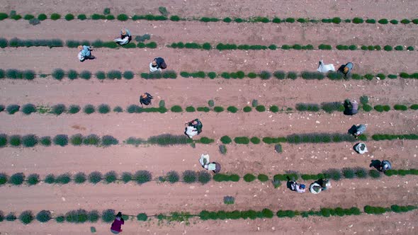 Aerial View Woman Farmers