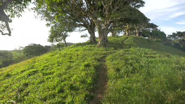 Small path under the trees