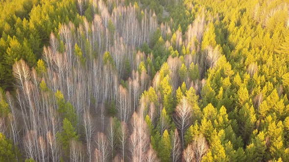 Spring Forest