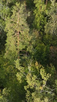 Aerial View of Trees in the Forest