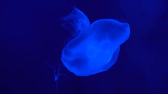 Close-Up Fluorescent Jellyfish at The Blue Background, Slow Motion