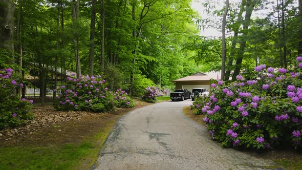 Touring Rhododendrons in a driveway.