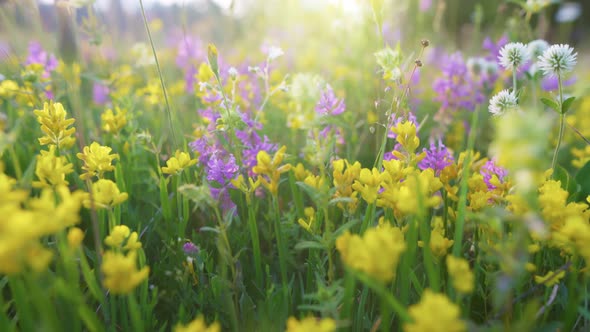 Summer Field Flower Meadow in the Mountains in the Rays of the Setting Sun