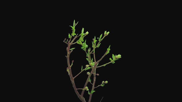 Time-lapse of opening and blooming blueberry branch