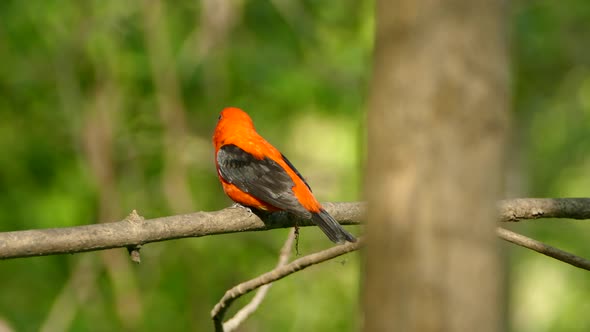 Clip of a scarlet tanager flying away from a tree branch